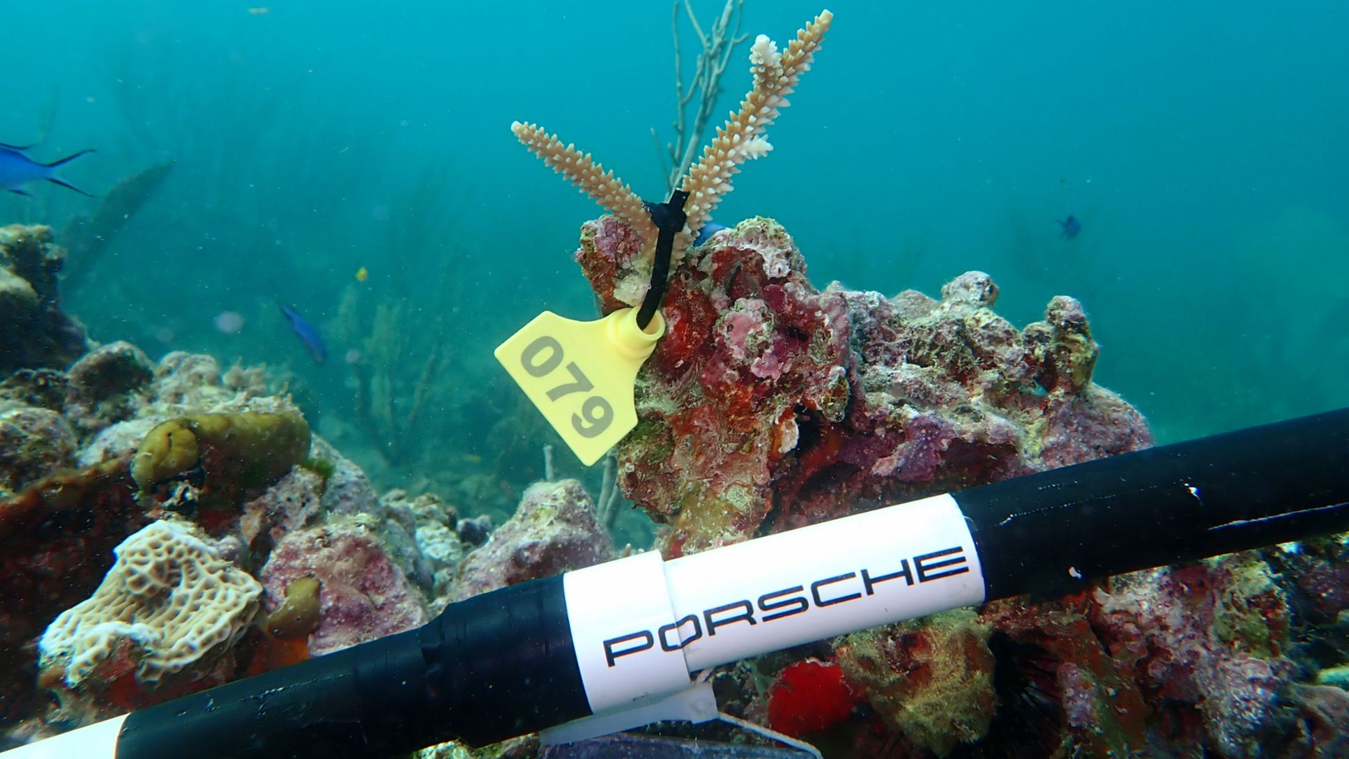 El proyecto "Tejido Aquavida" de Hurakaan Eco-T&aacute;ctica ha rescatado a especies de corales en peligro de extinci&oacute;n; Playa del Carmen, Quintana Roo, Porsche de M&eacute;xico, 2026.